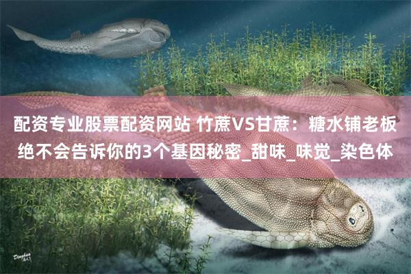 配资专业股票配资网站 竹蔗VS甘蔗：糖水铺老板绝不会告诉你的3个基因秘密_甜味_味觉_染色体